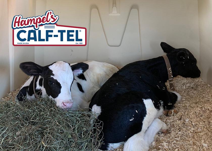 What Can We Do Better for Calves? Dairy Herd